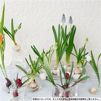 春を愛でる原種チューリップ de 球根栽培【花器付　キット】