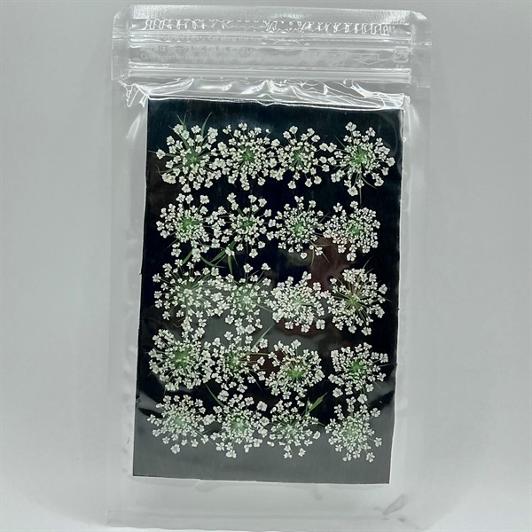 押し花素材　レースフラワー大