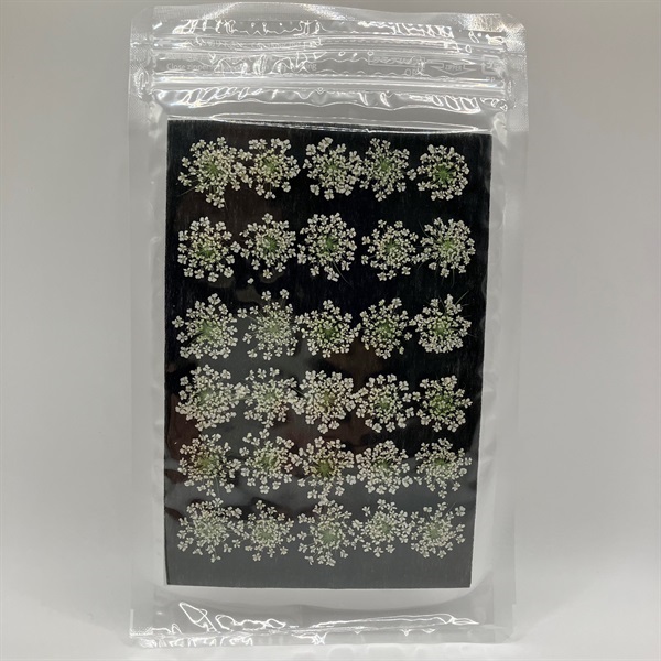 押し花素材　レースフラワー小