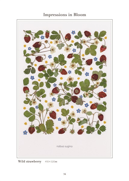 杉野宣雄 「Wild strawberry」