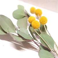 陽だまりのクラスペディアと風のユーカリセット