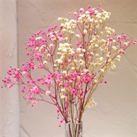 桜色のかすみ草セット