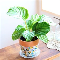 ジュエリータイル鉢とカラテア・オルビフォリアのセット（4号）