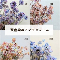 四季を映すアンモビューム 4色アソート